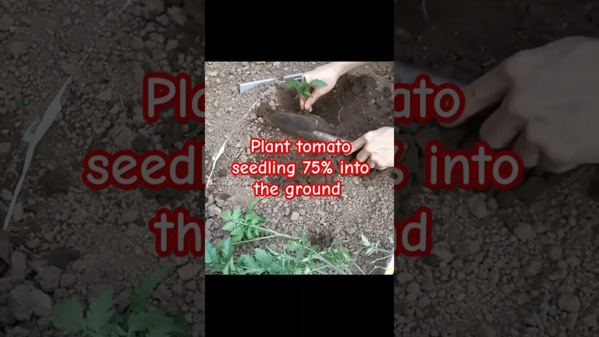 Gardening tips 11 - Plant tomato seedling deep #tomato #vegetablegardening #gardeningtips