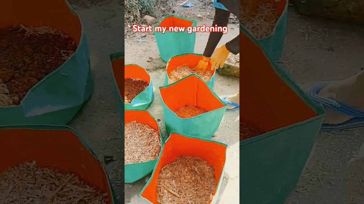Start my new gardening🪻🌺#garden #agriculture #shorts #organicfarming #reels #viralvideo #flowers