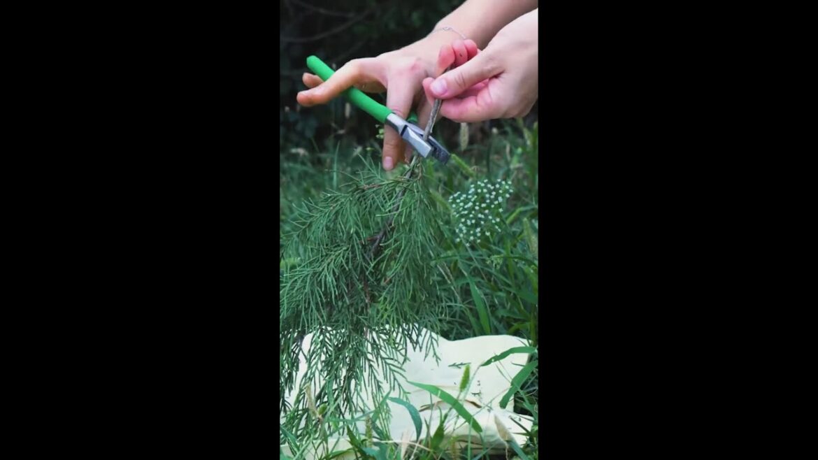 From Nature to Home She Made a Stunning Palasanat!