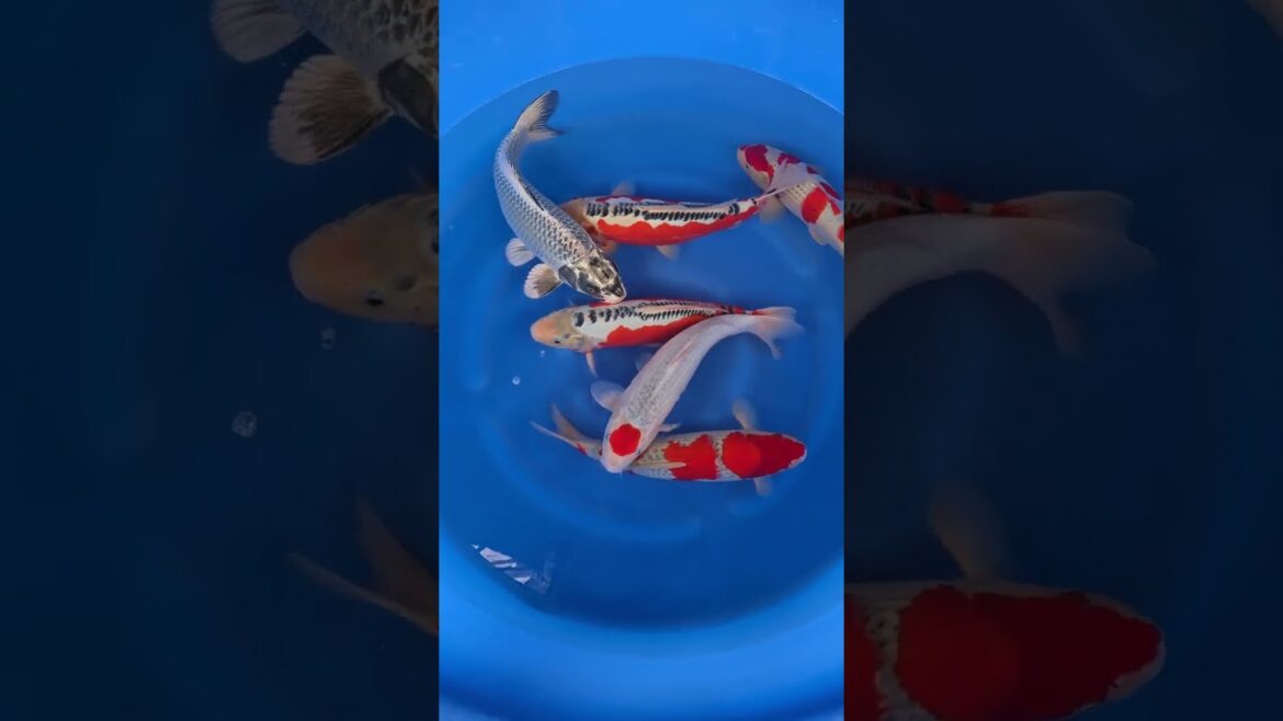 Koi purchases Japan trip 2024 20241022 153715