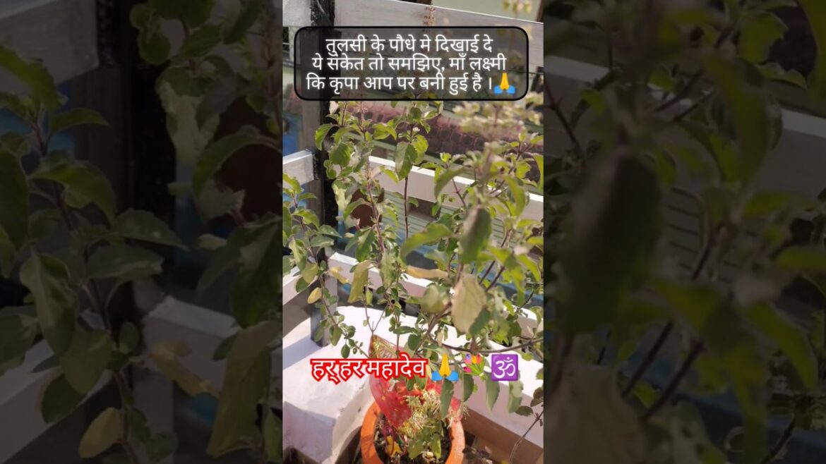 तुलसी के पौधे मे दिखने लगे ये संकेत माँ लक्ष्मी आप पर प्रसन्न है #shorts #jaimatadi #tulsitips#laxmi