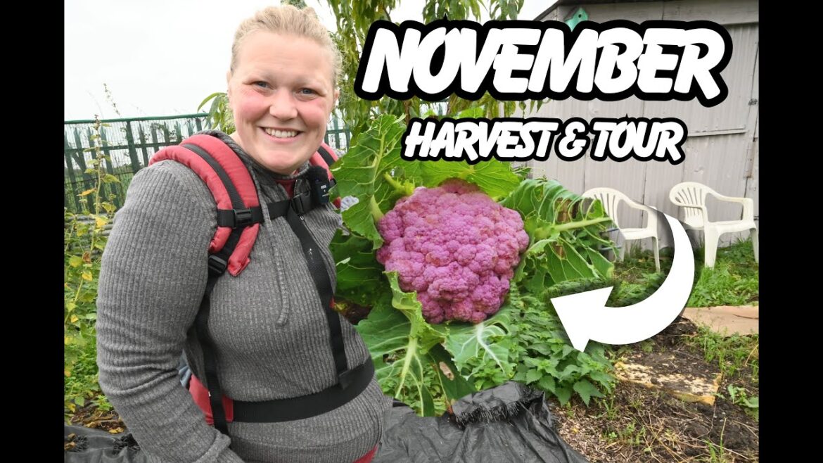 Autumn Garden: The Abundance Continues