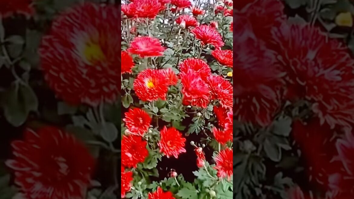 Chrysanthemum, Guldaudi,dheron phool l#chrysanthemumflower #tamu garden tips