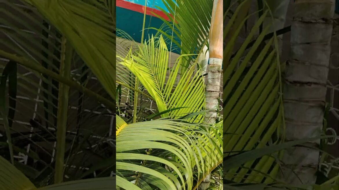 Nature's reflection through garden #shorts