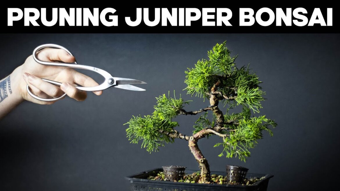Itoigawa Juniper Bonsai – Pruning and Shaping Ideas Itoigawa Juniper Bonsai - Pruning and Shaping Ideas