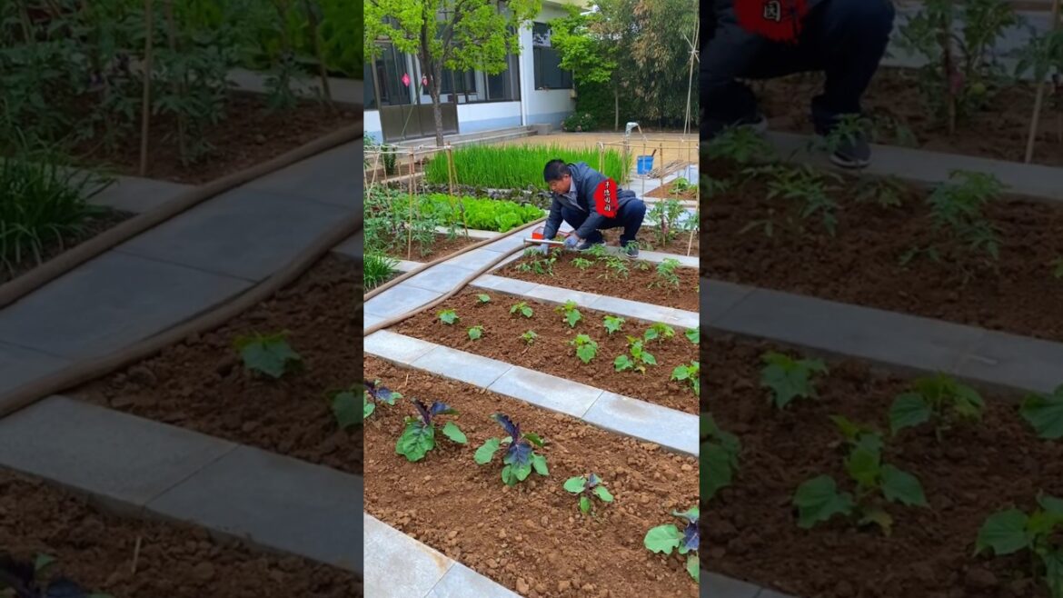 Episode 37 My vegetables grow so well because I have been using this sesame cake fertilizer.
