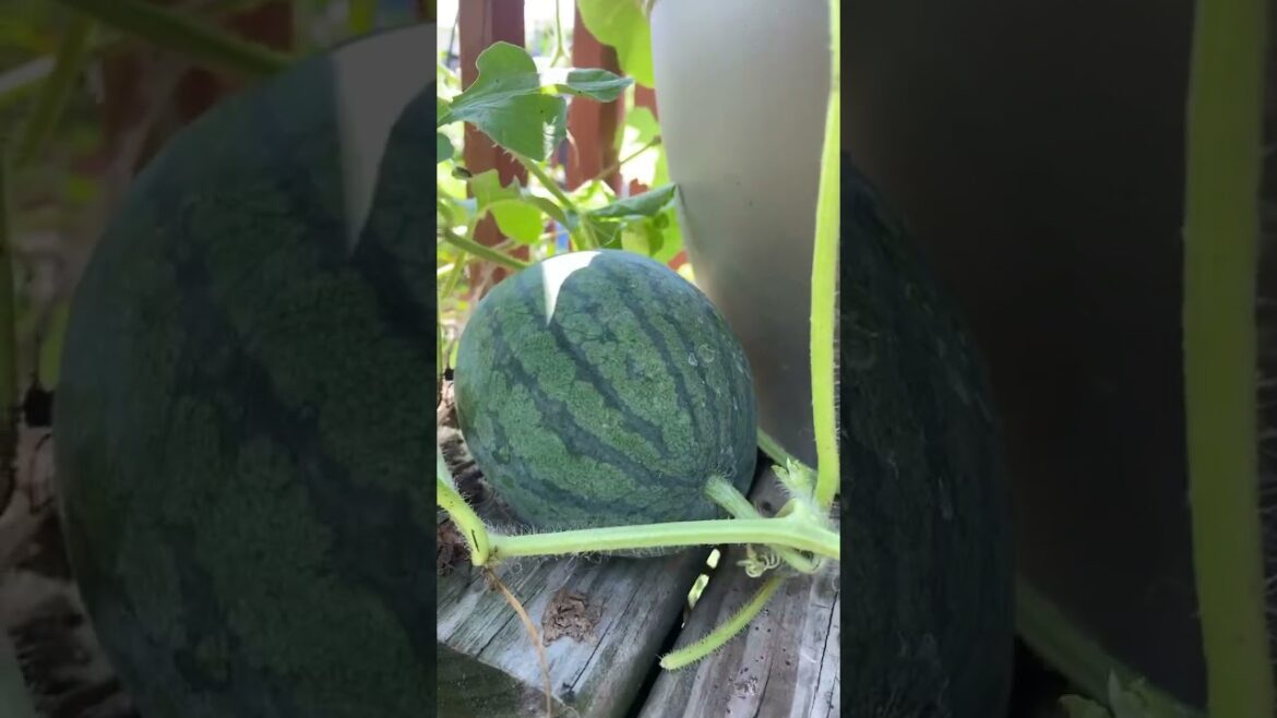 🫑🍉🥒  Grow Your Own Food in Containers! #epic #zone5 #gardening