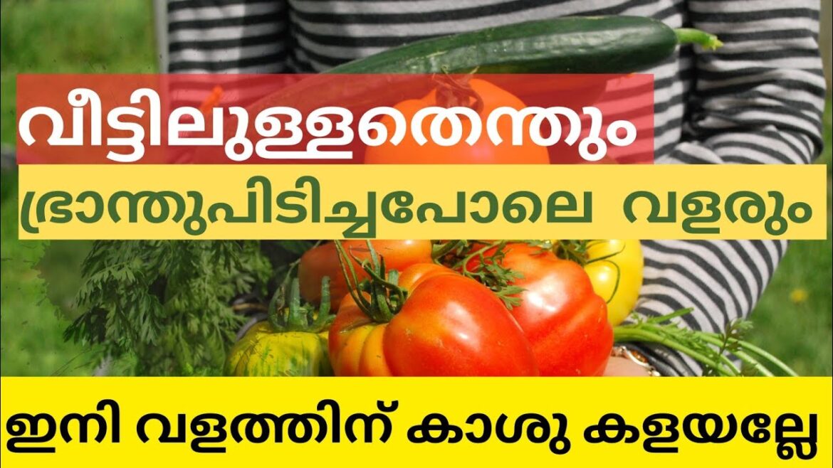 ബംബർ വിളവിന് : ഭ്രാന്ത് പിടിച്ച് ചെടികൾ വിളയും | Gardening Tips Adukkalathottam#garden#plant#facts