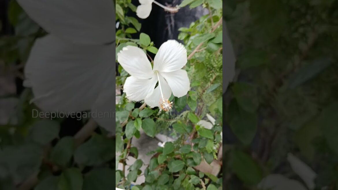 #amijeketomar   #trendingsong #trending #gardening #love