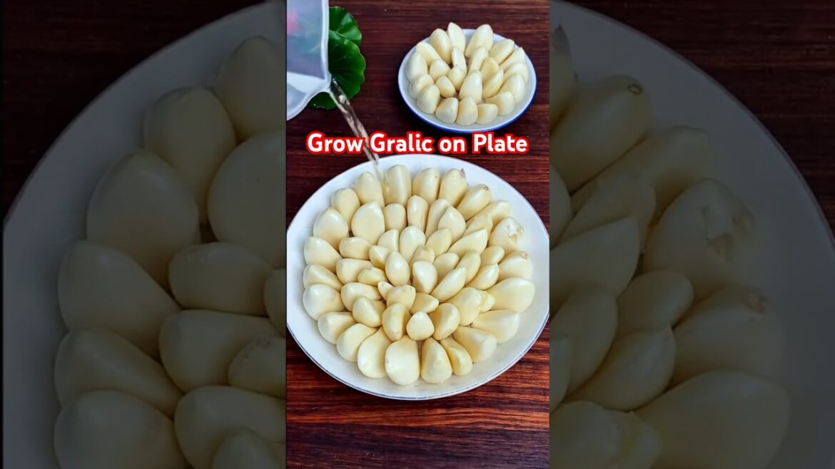 Grow Garlic at Home - No Soil Needed! | Easy Gardening Hack #gardening #garlic #garden