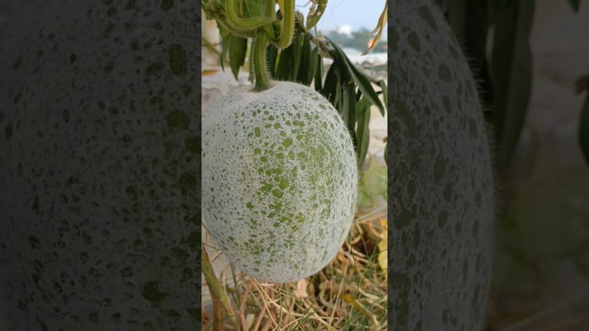 Do you know this fruit!! #shorts #viral #viralvideo #plants #gardening  #shortsfeed #fruit #ytshorts