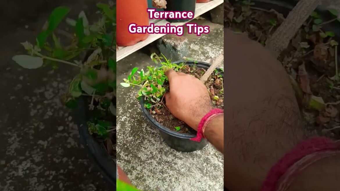 Terrace Garden Tips #terracegarden #gardening #gardeningtips #shorts