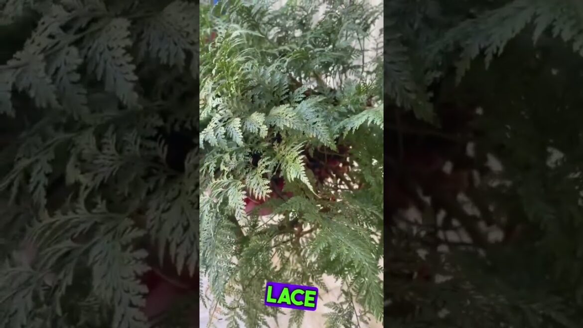 What a Beautiful Thing