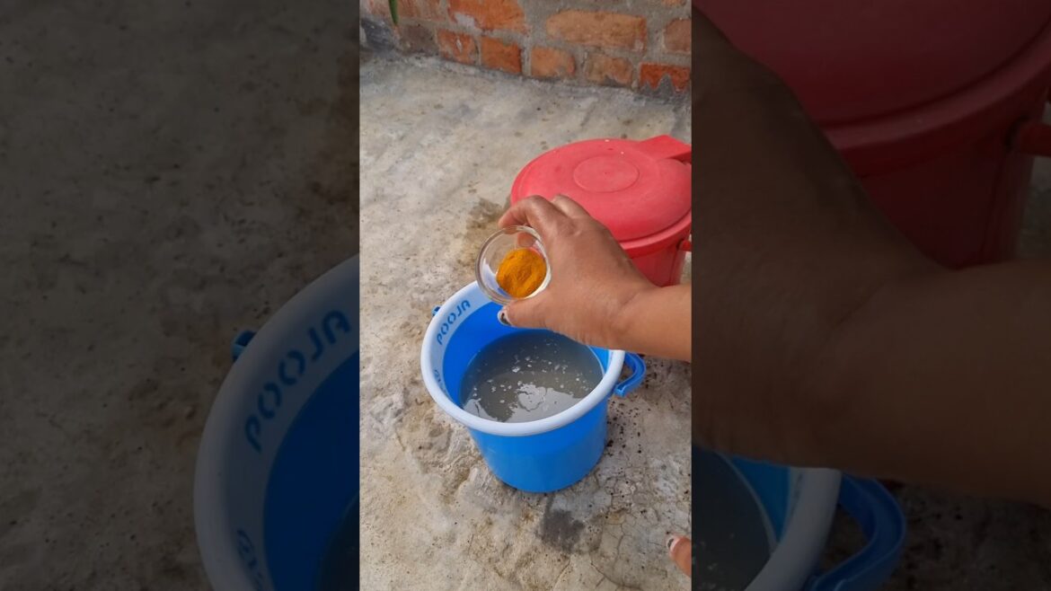 Two easy gardening tips #bangla #gardentips #viralshorts #homegarden ##organic gardentips ||