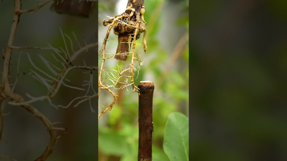 How to Grow Guava Trees (TIPS FOR BEGINNERS) (Part 2) #fruittrees #mango #fruit #trending