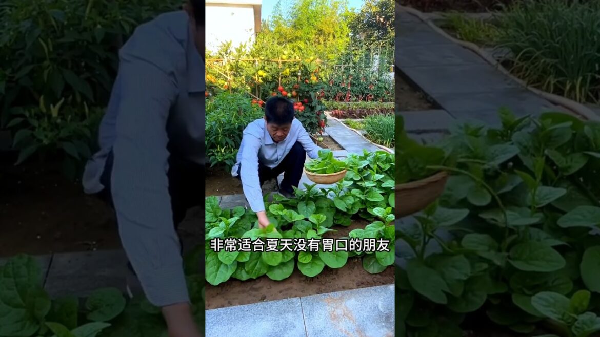 Wood ear vegetable is heat-resistant and high temperature resistant #MySmallVegetableGarden