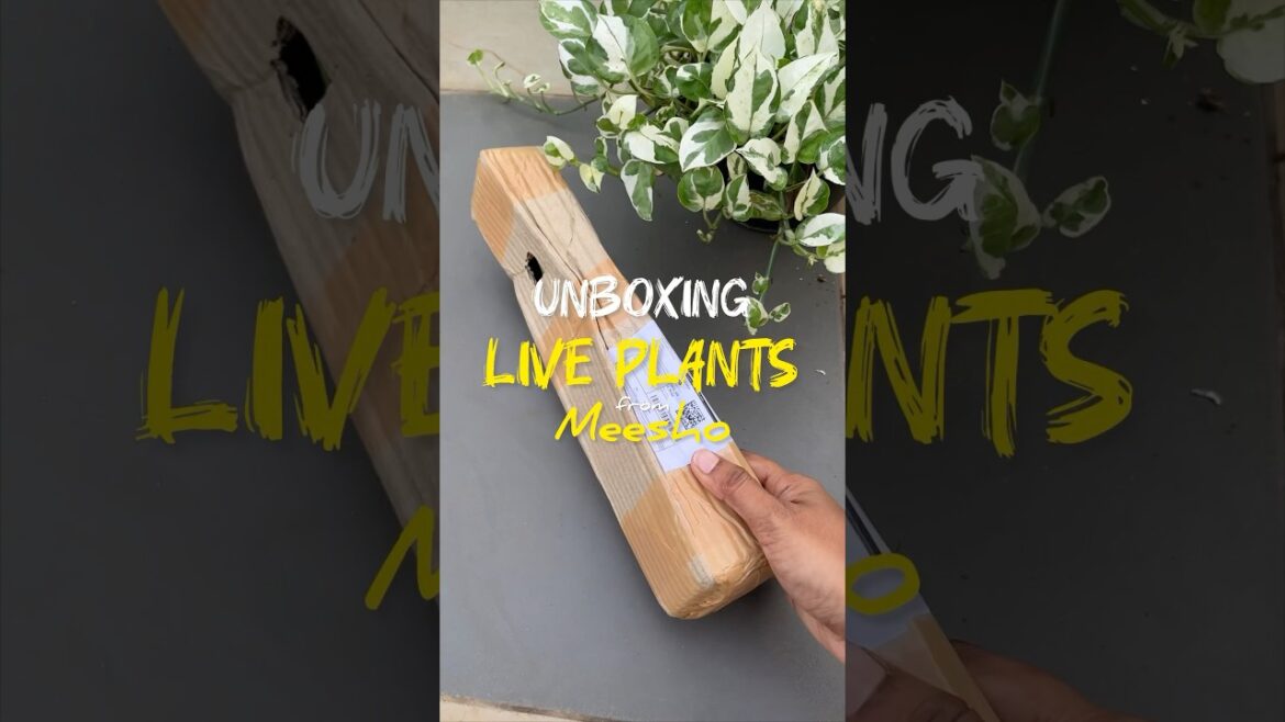 UnBoxing Live Plants from Meesho #gardeningtips #unboxing #shortsviral