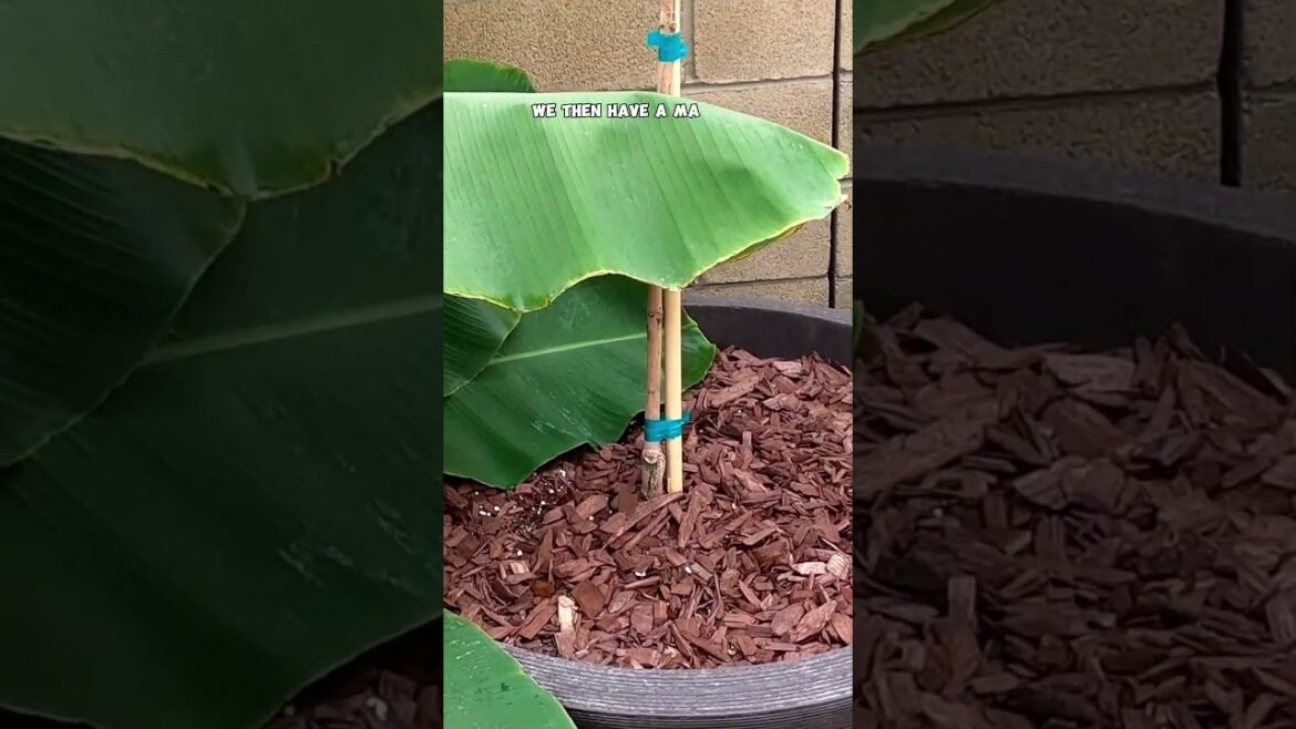 California Gardening: Top Fruit Trees You Can Grow in Containers! | Perfect for Small Gardens 🌱🍊 Top Fruit Trees You Can Grow in Containers! | Perfect for Small Gardens 🌱🍊