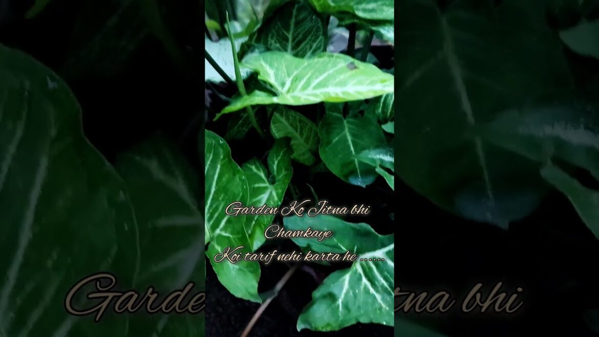 Garden Decoration | Garden Hack | Garden Dai #shortvideo #bagwani #shorts