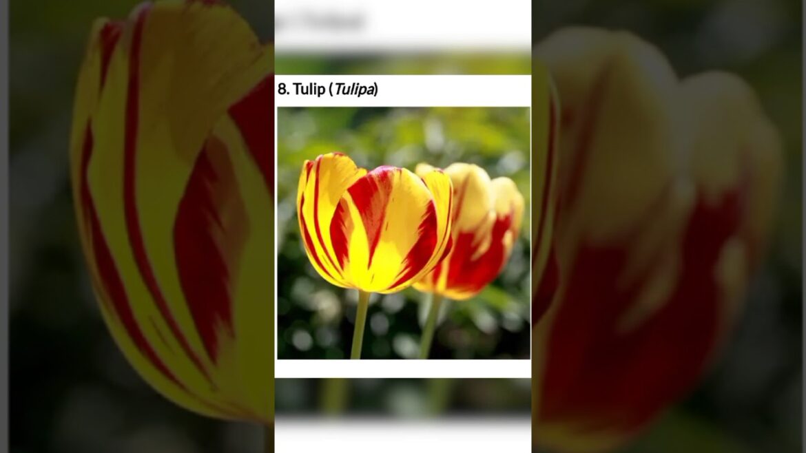 Top 10 most beautiful flower in the world🌎💐#trending #shorts #top10 #viral