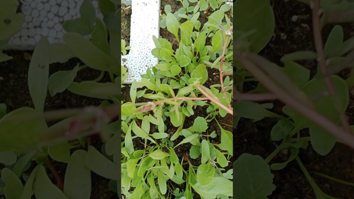 पौधे लगाते हो तो बाते जान लो#shorts#garden #plants#viralshort