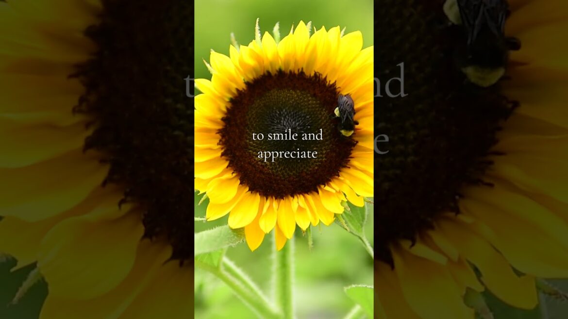Sunflower Gentle Reminder