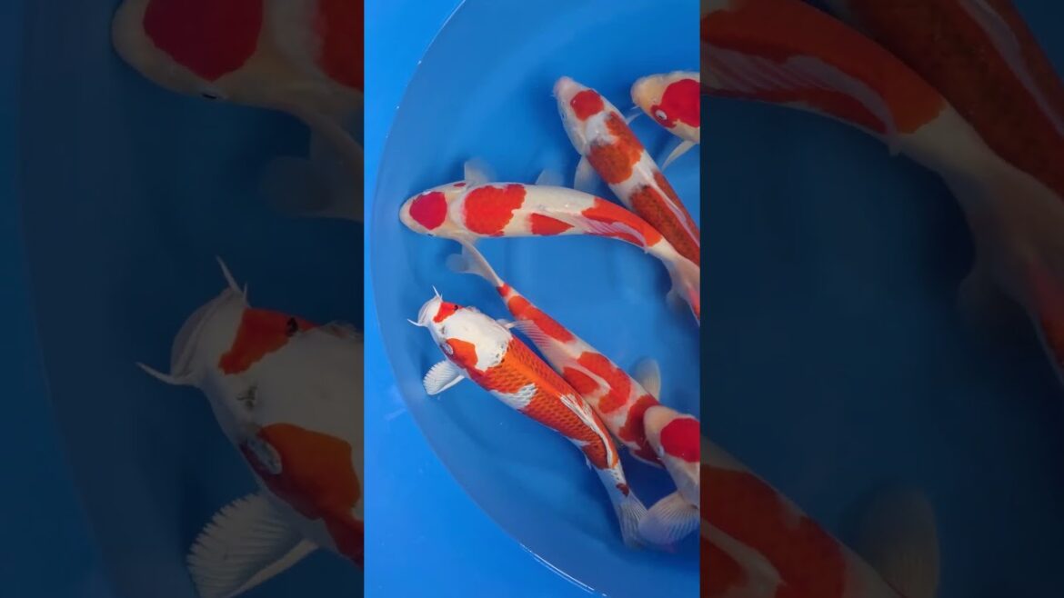 Koi purchases Japan trip 2024 20241024 134824