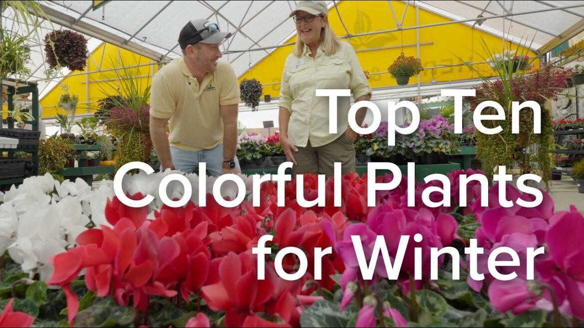 Top Ten Colorful Plants for Winter Top Ten Colorful Plants for Winter