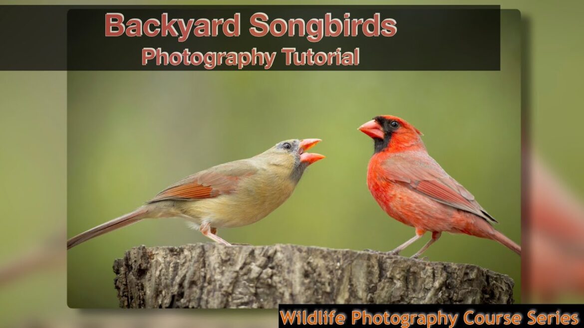 How to take stunning photos of songbirds in your backyard. How to take stunning photos of songbirds in your backyard.
