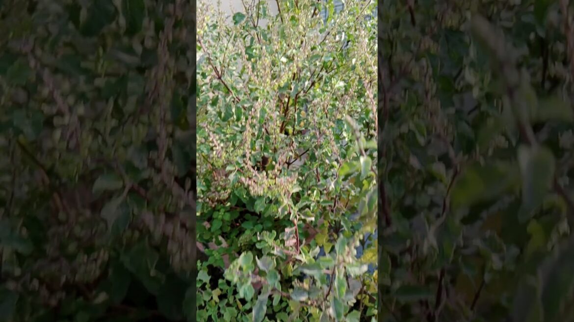 Tulsi plant care tips #shorts#garden #tulsi#viralshort #plants