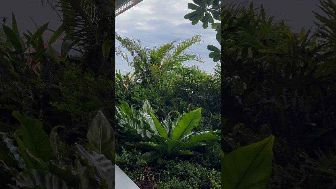 Really fresh nature🥰 #garden #gardening #vegetables #villagelife #shorts #short #views #reels