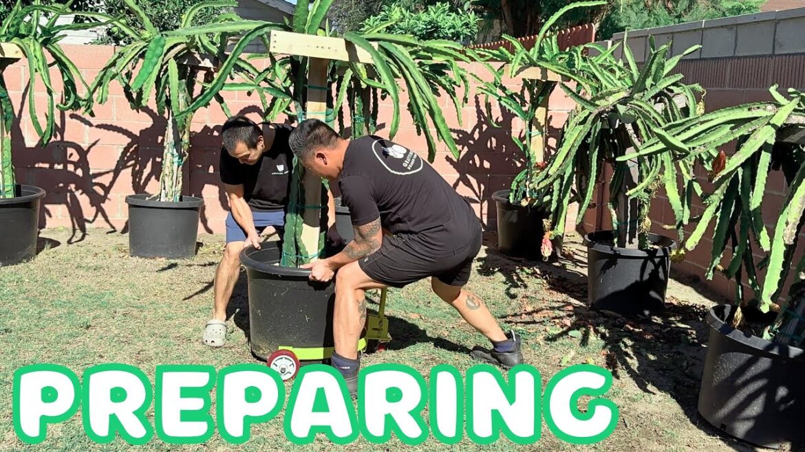 Move Your Dragon Fruit Plants EASILY! End Of Season Plans & Testing New Products from TEMU