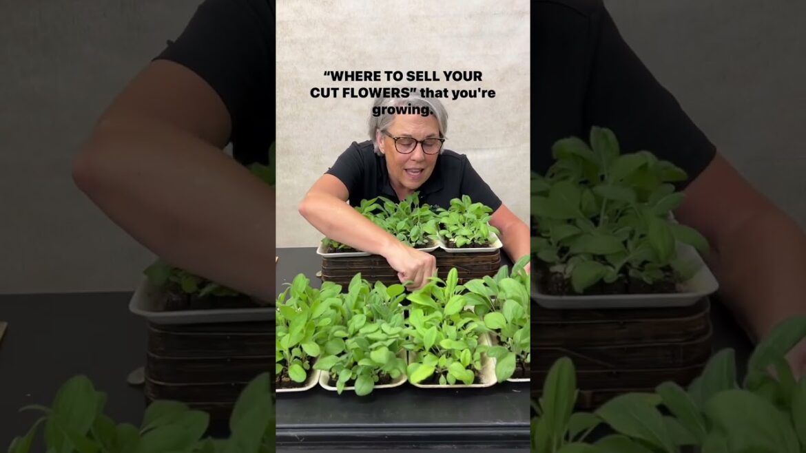 Comment SALES 101 and I’ll DM the invite to my last free live masterclass tonight: “Where to Sell Comment SALES 101 and I’ll DM the invite to my last free live masterclass tonight: “Where to Sell