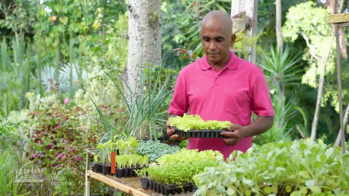Gardening Trays & Growing Supplies from True Leaf Market Seed Company