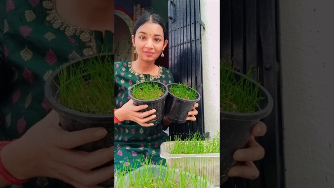 এতো গাছ হবে ভাবতে পারিনি#homegarden#bengaliminivlog  #minivlog #plants #gardening#gardeningtips