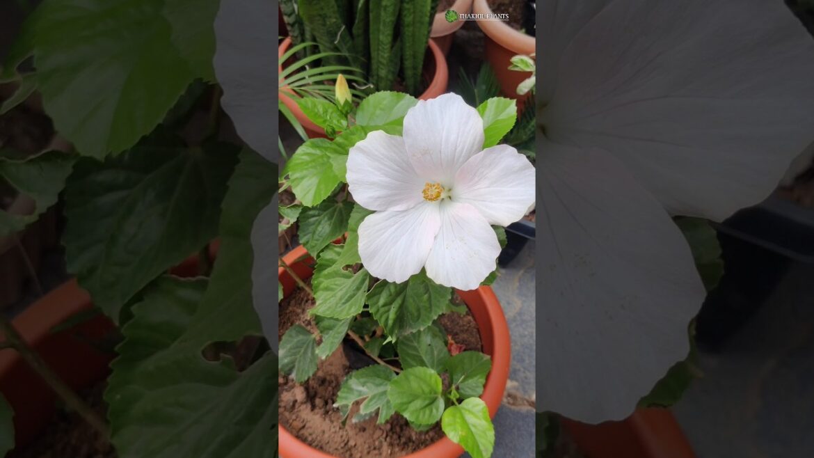 Repotting White Hibiscus 🌺 #repotting #hibiscus #plants #garden #trending
