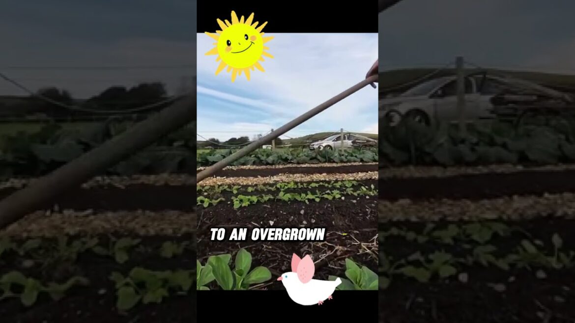 Winter Gardening Tips: A Beginner’s Guide Winter Gardening Tips: A Beginner's Guide