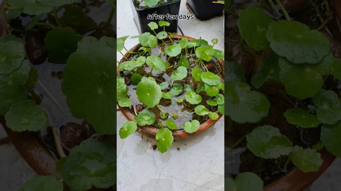 Pennywort plant repotting🪴 | coin plant #youtubeshort #plants #gardendesign #garden #propagationtips