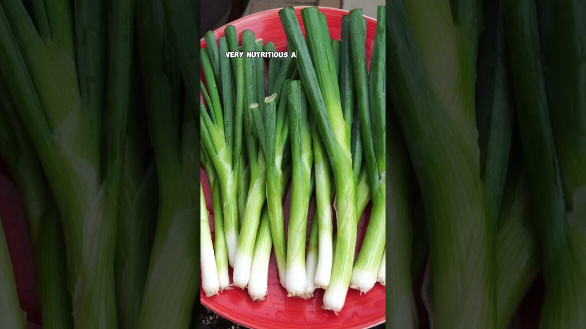 California Gardening: How to Grow & Harvest Green Onions | Quick Gardening Tips 🌱 #Shorts How to Grow & Harvest Green Onions | Quick Gardening Tips 🌱 #Shorts