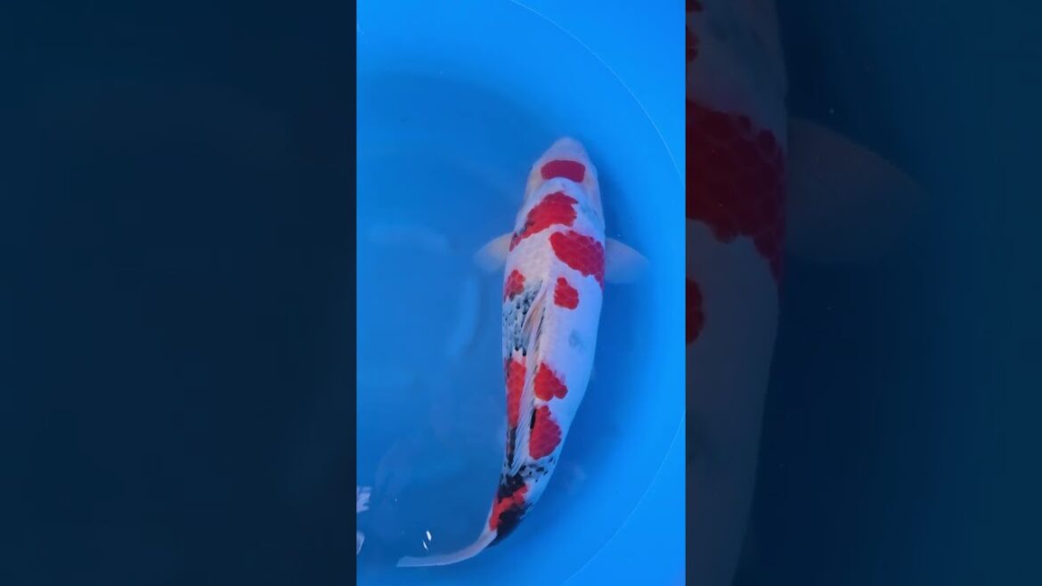 Koi purchases Japan trip 2024 20241023 112834