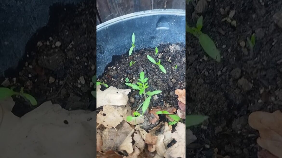 Tomatoes planted from seed. After they get big like this, you separate them into separate pots