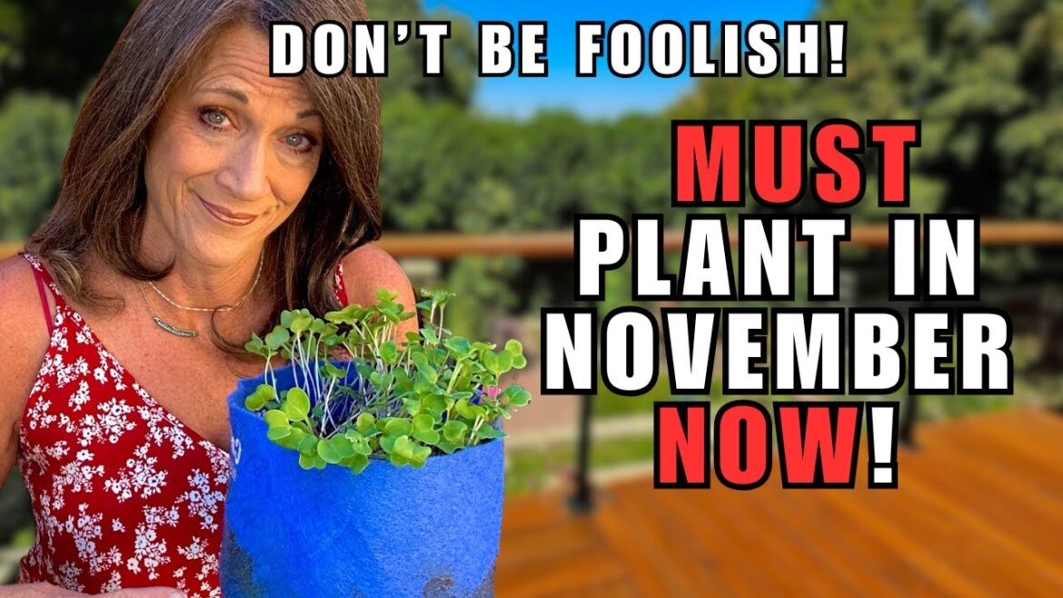 CaliKim: 5 November Crops You’d be Foolish NOT to Plant NOW! 5 November Crops You’d be Foolish NOT to Plant NOW!