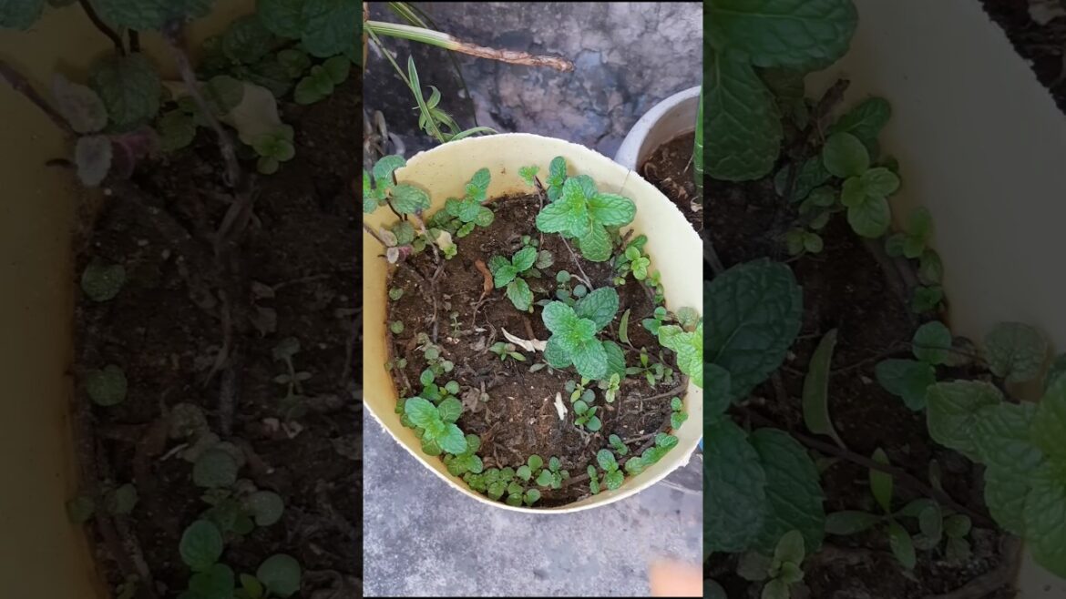 Pudina Plant Care #garden #plants #shorts #teatimestories