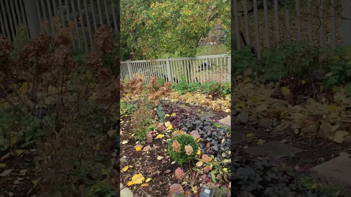 Cleared the Woodland Garden Path Today of Leaves and Debris