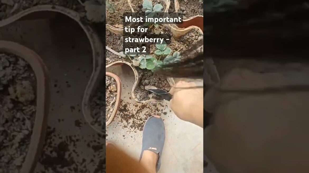 Watch till end for the most useful to for strawberry gardening #strawberry