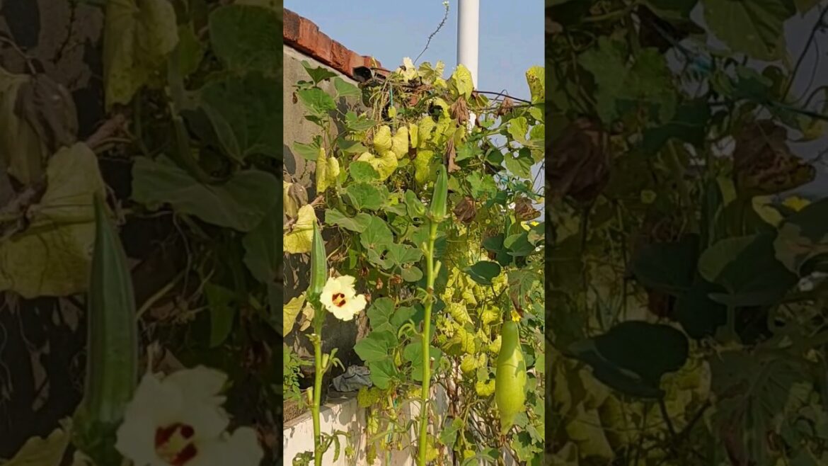 Motivation for Vegetable gardening | #motivation #terracegarden #kitchengarden #gardening #organic