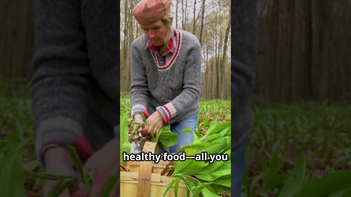Edible Wild Plants You Walk by Every Day!