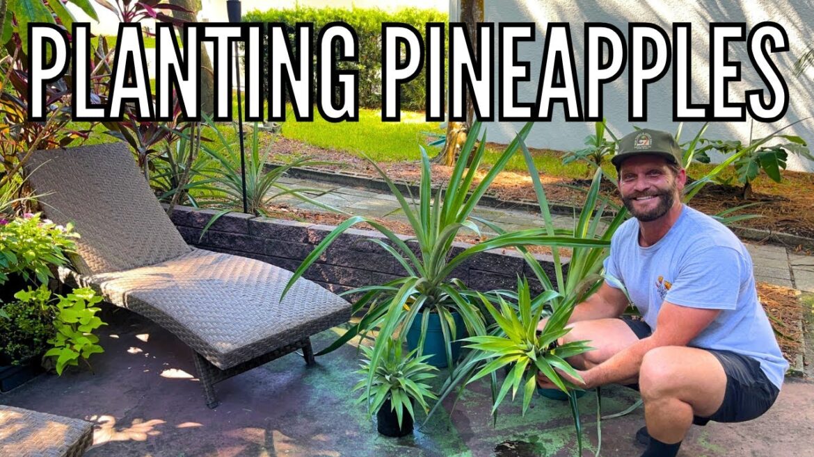 Planting Pineapples | Grow Your Own Pineapples at Home | Gardening Tips // The Gardener’s Garden Planting Pineapples | Grow Your Own Pineapples at Home | Gardening Tips // The Gardener's Garden