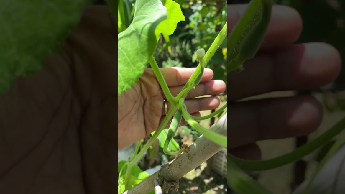 Daily life gardener by meimei / tips for growing/ enjoy with organic vegetable #shorts #gardening