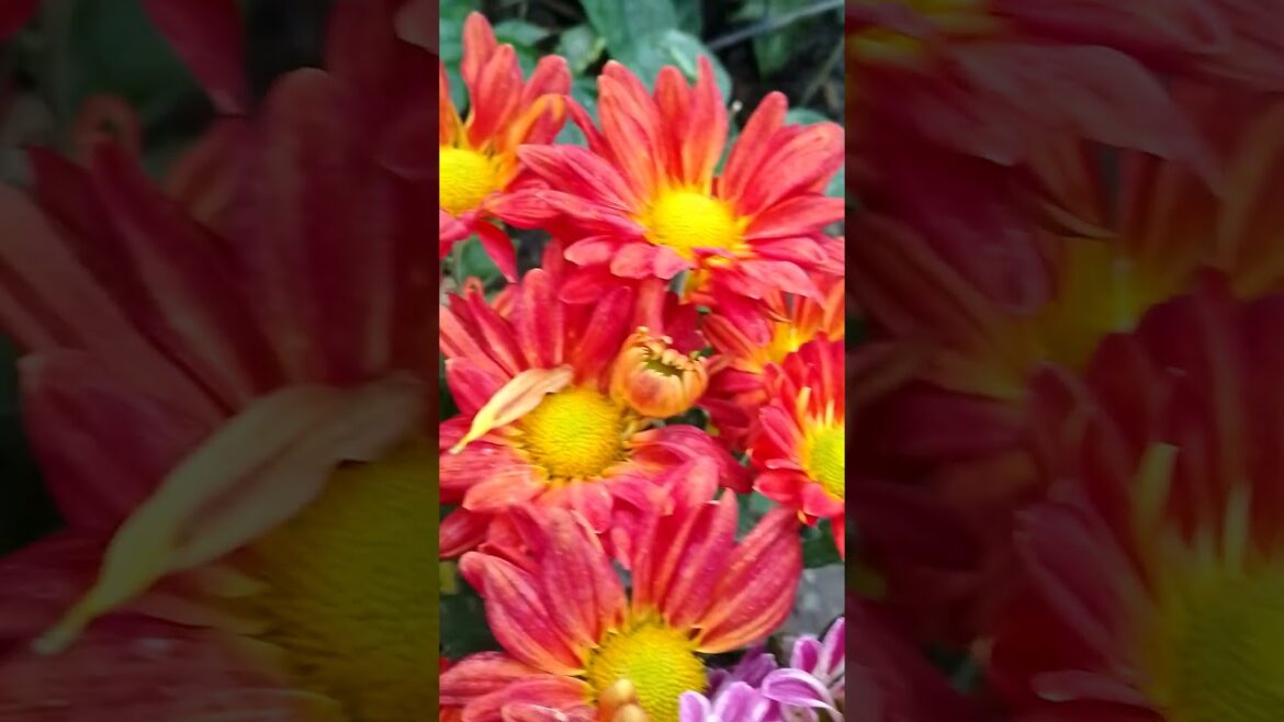 #garden #gardening #naturelovers #highlightseveryone #sommerplace #naturevibes #greenery #follower